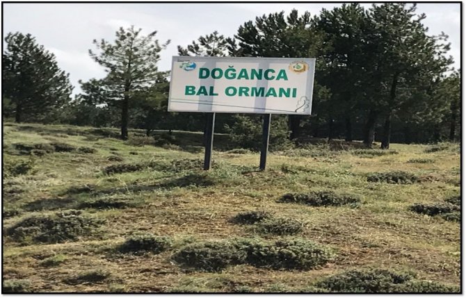 BAL ORMANI`NDA SONA DOĞRU!