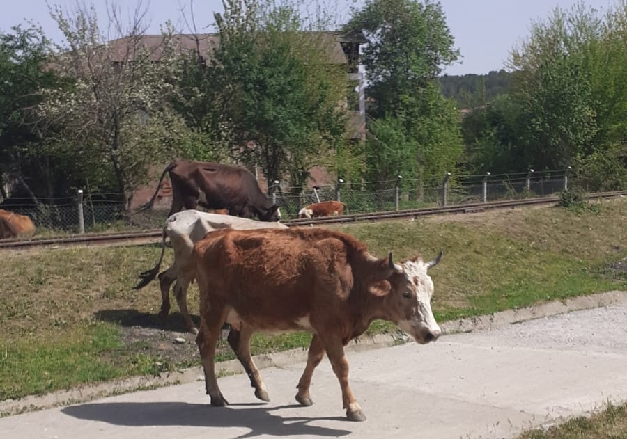 BAŞIBOŞ İNEK SEZONU AÇILDI