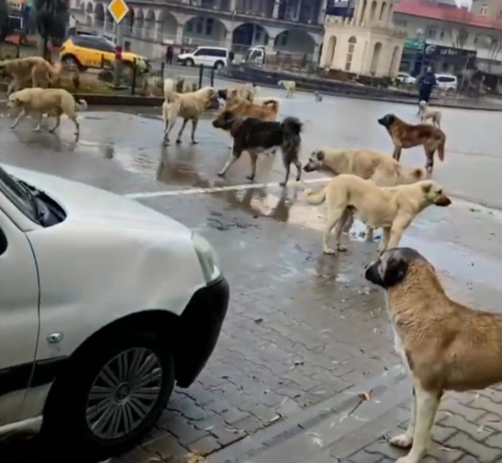 BAŞIBOŞ KÖPEKLER CİRİT ATIYOR!