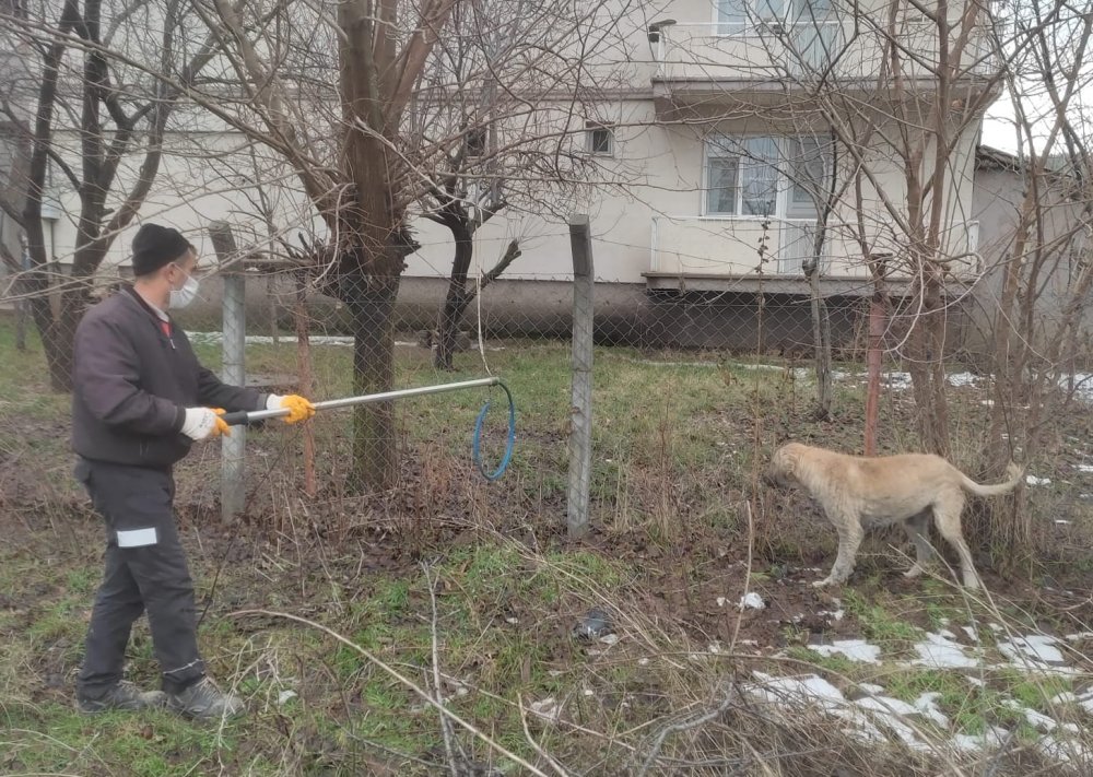 SOKAK KÖPEKLERİ TOPLATILIYOR!