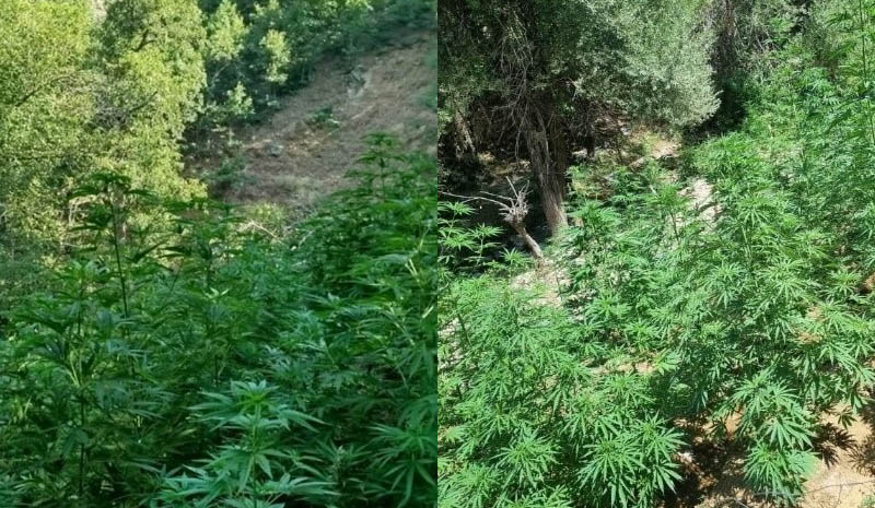 5 BİN 520 KÖK KENEVİR  VE   SKUNK  BİTKİSİ  ELE GEÇİRİLDİ