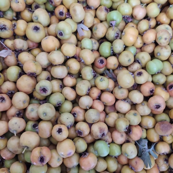 TEZGAHLARDA YERİNİ ALDI KİLOSU 2OO TL