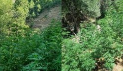 5 BİN 520 KÖK KENEVİR  VE   SKUNK  BİTKİSİ  ELE GEÇİRİLDİ