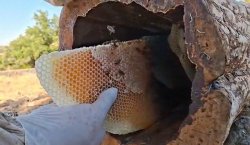 ORGANİK KÜTÜK BALI  HASADI BAŞLADI