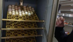 ATIK MALZEMELERDEN  KULUÇKA MAKİNESİ YAPTI