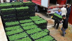 YÜZDE 50 HİBELİ SEBZE FİDESİ DESTEĞİ