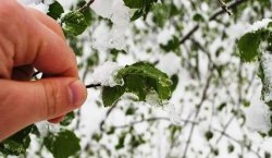 BİNGÖL İÇİN ZİRAİ DON UYARISI